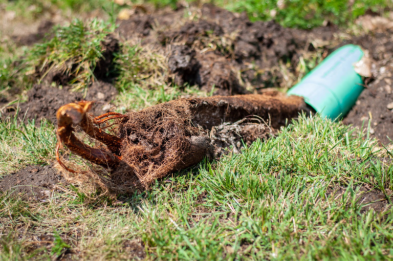 A root infested sewer line being repaired.